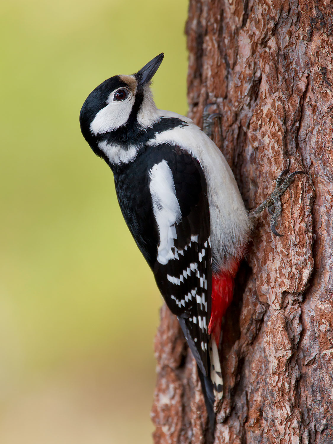 Counsellors' Profiles. woodpecker
