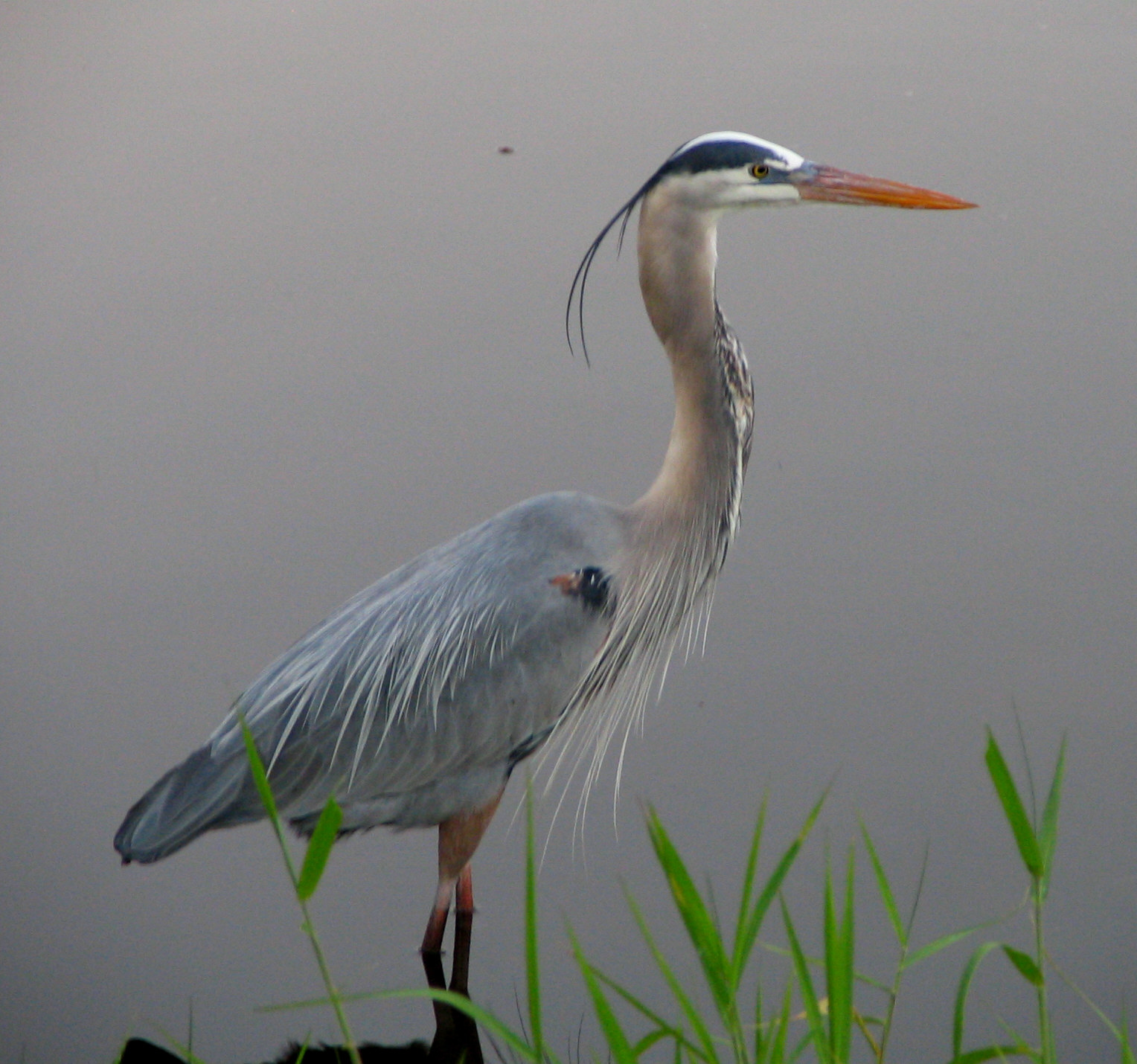 Home. blueheron