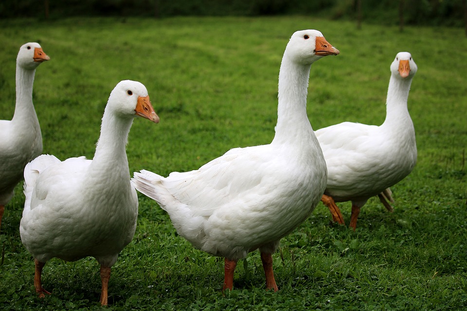 whitegeese