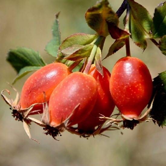 cranberries