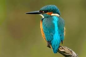 Counsellors' Profiles. woodpecker