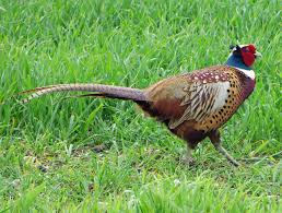 Counsellors' Profiles. woodpecker